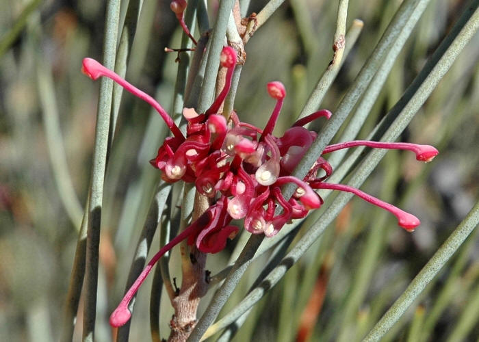 Australian Desert Plants Proteaceae